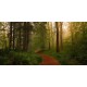 MARBURG | Forest Road Way
